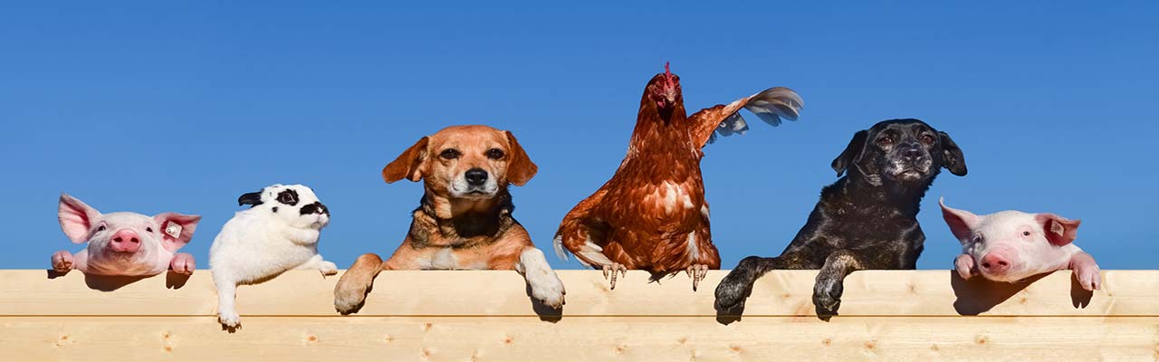 Wakacje na Sycylii w gospodarstwie ze zwierzętami