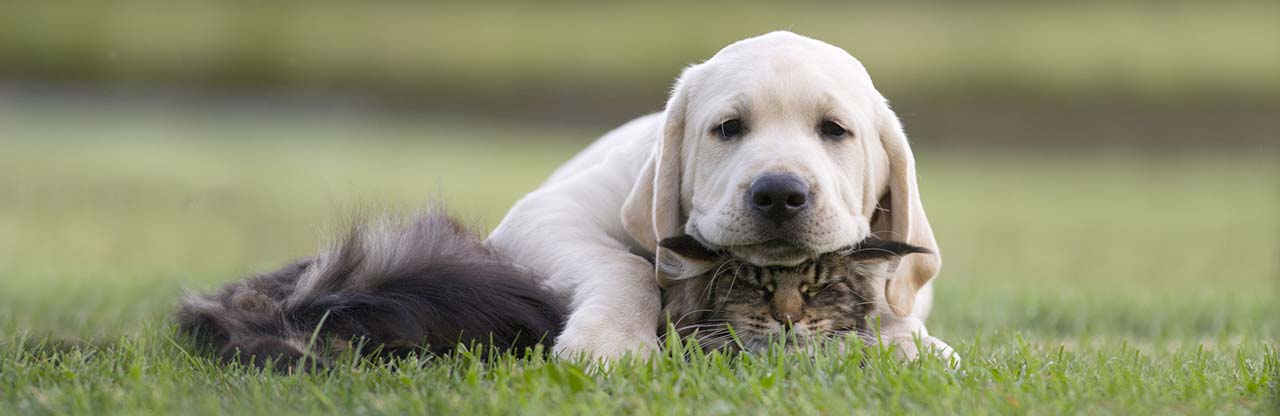 gospodarstwa agroturystyczne przyjazne zwierzętom