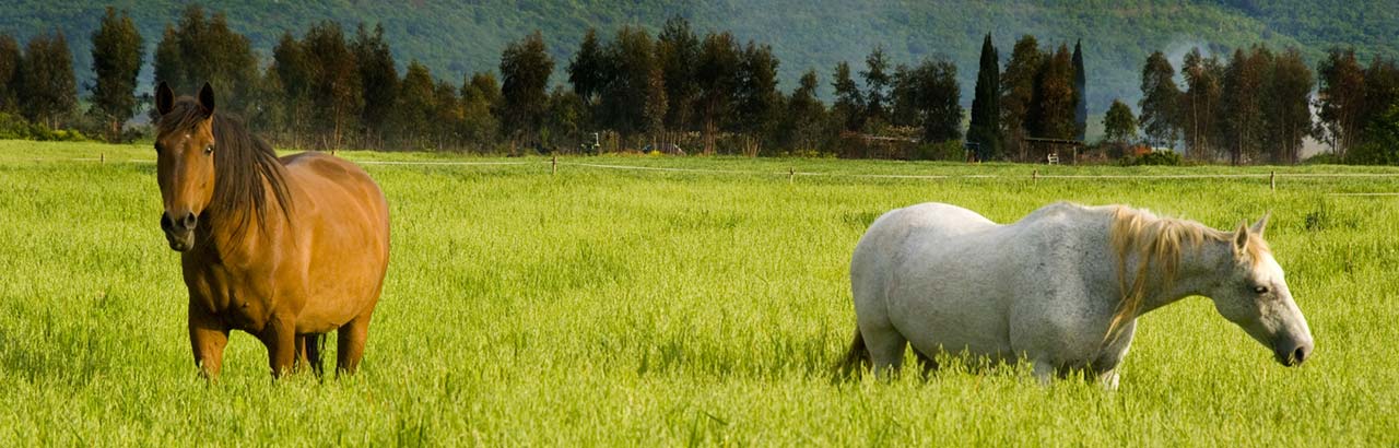 Gospodarstwo ze stajniami