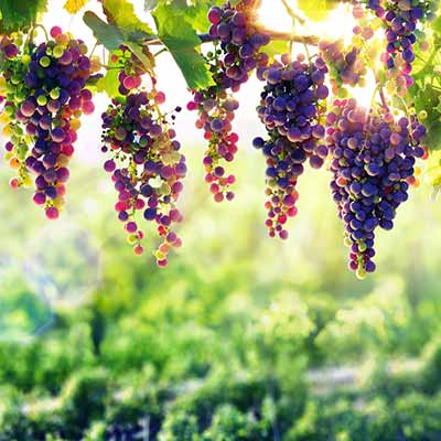 Wakacje na farmie z winnicami Toskanii