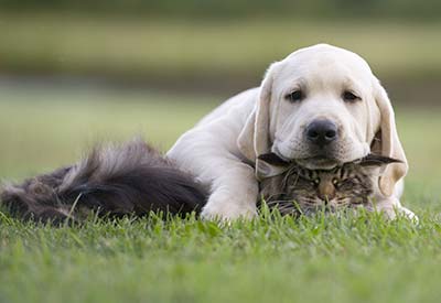 Zwierzęta razem z Wami w agroturystyce we Włoszech? Oczywiście!